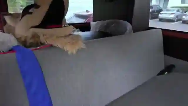 furry-conventions-meet-car-shows-unveiling-unique-automotive-crossovers